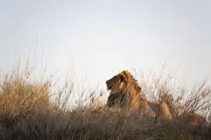 Images Dated 22nd August 2010: Lion - male resting on a grass-grown Kalahari dune