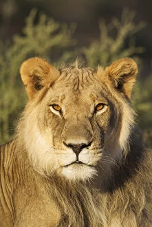 Lion - male - resting - Kalahari Desert, Kgalagadi