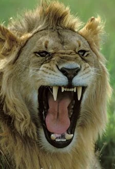 Images Dated 20th April 2004: Lion - Male roaring
