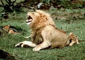 Baby Animals Gallery: Lion - male roaring, with cub biting rump