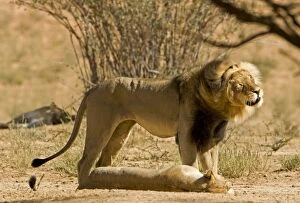 Images Dated 9th May 2008: Lion - male shakes his head whilst standing over a female after mating