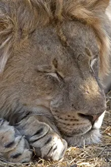 Lion - male sleeping - Mashatu Game Reserve - Botswana