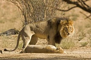 Images Dated 9th May 2008: Lion - male standing above the female after mating - Kgalagadi Transfrontier Park - Kalahari