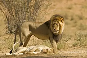 Lion - male standing above the female after mating - Kgalagadi Transfrontier Park - Kalahari - South Africa - Africa