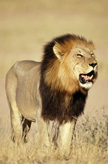 Images Dated 6th August 2007: Lion - Male standing in grass