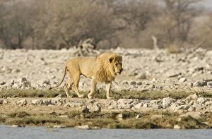 Images Dated 26th April 2000: Lion - Male walking beside a water hole