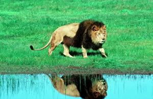 Reflections Collection: Lion Male, walking by water Please note this picture is not permitted for tobacco advertising use