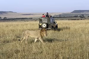 Lion - male, being watched by tourists in vehicle