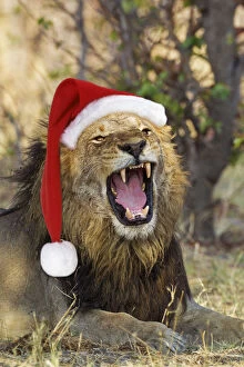 Botswana Gallery: Lion, male, wearing Christmas hat, Santa Roars