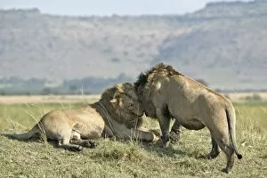 Images Dated 22nd August 2004: Lion - two males greeting. Kenya - Africa