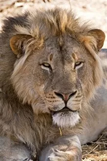 Images Dated 7th September 2009: Lion - Mashatu Game Reserve - Botswana