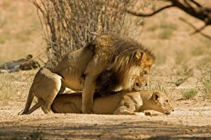 Images Dated 9th May 2008: Lion - mating pair