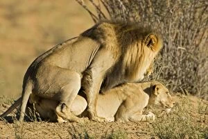 Images Dated 9th May 2008: Lion - mating pair - Kgalagadi Transfrontier Park - Kalahari - South Africa - Africa