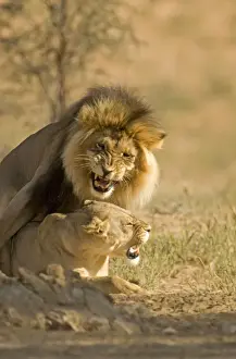 Lion - mating pair - Kgalagadi Transfrontier Park - Kalahari - South Africa - Africa