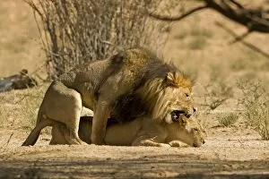 Lion - mating pair with the male biting the head and neck of the female