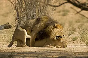 Biting Prints: Lion - mating pair with the male biting the head