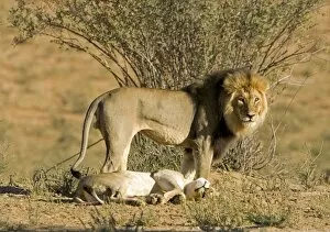 Lion - mating pair - the male standing over the female after mating