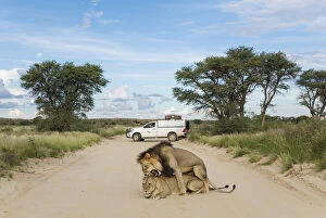 Lion - mating pair on a road - behind them a tourist