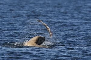 Images Dated 10th September 2007: Lion de mer ou Otarie de Steller avec avec un poisson en Colombie britannique