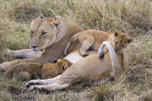 Images Dated 27th November 2005: Lion - mother with 7-8 week old cubs