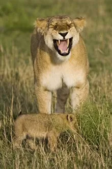 Lion - mother displaying flehmen behavior as she smells her 4 week old cub