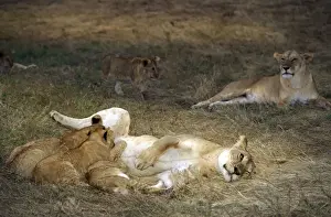 Suckle Prints: Lion - mother feeding young