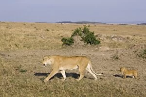 Images Dated 1st December 2005: Lion - mother walking with 7-8 week old cubs - Masai Mara Reserve - Kenya