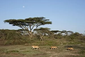 Images Dated 23rd December 2010: Lion - Ngorongoro Conservation Area