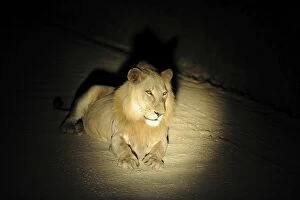 Lion - at night