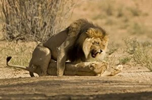 Lion - pair mating with the male snarling and biting the females head and neck