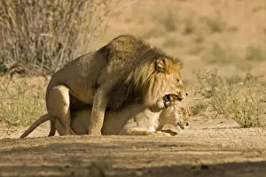 Lion - pair mating with the male snarling and biting the females head and neck Kgalagadi Transfrontier Park - Kalahari - South Africa - Africa