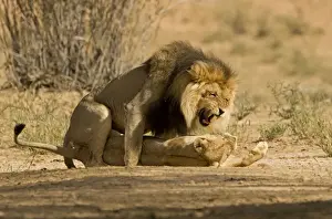 Lion - pair mating with the male snarling and biting the females head and neck Kgalagadi Transfrontier Park - Kalahari - South Africa - Africa
