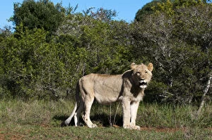 Images Dated 27th June 2011: Lion (Panthera leo), Kariega Game Reserve