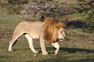 Lion (Panthera leo), Maasai Mara, Kenya