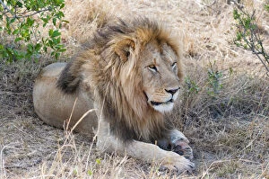 Lion (Panthera leo), Maasai Mara National