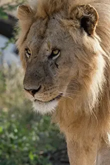 Panthera Prints: Lion (Panthera leo), Ndutu, Ngorongoro Conservation Area