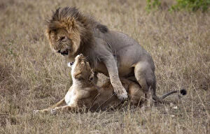 Lion (Panthera leo) pair mating, Masai Mara