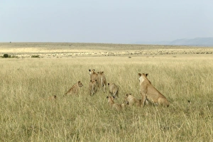 Images Dated 28th August 2004: Lion - pide of female & young. Kenya, Africa