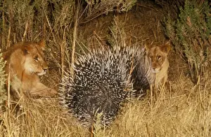 Spikes Prints: Lion With porcupine. Okavango, Botswana, Africa
