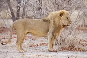 Lion Portait of a pride male Etosha National Park, Namibia, Africa