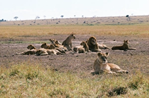 Images Dated 20th January 2006: Lion - Pride