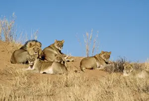Lion - pride on dune Kalahari Gemsbok Park, South Africa