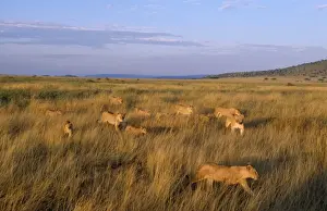 Big Cat Prints: Lion - pride, females & cubs returning to territory from unsuccesful hunt