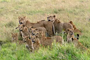 Familes Prints: Lion Pride of lions Maasai Mara, Africa