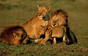 Big Cats Collection: Lion Pride. Maasai Mara, Kenya, Africa