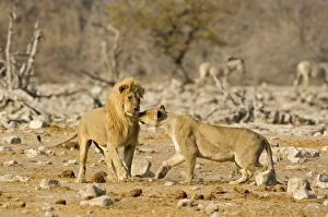 Lion - Pride male and female mating display