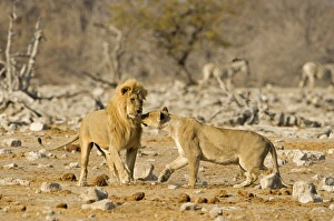 Images Dated 26th April 2000: Lion Pride male and female mating display Etosha National Park, Namibia, Africa
