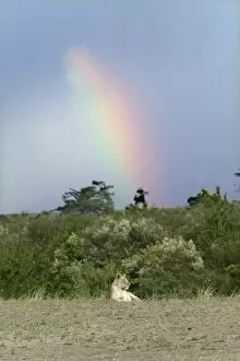 Images Dated 29th August 2004: Lion - resting with rainbow behind. Kenya, Africa