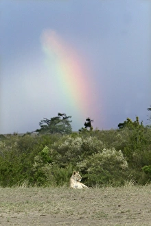Images Dated 29th August 2004: Lion