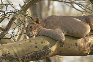 Lion - resting in tree